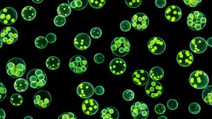 green microorganisms with black background